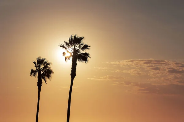 Palmeras Cielo Colorido Con Hermosa Puesta Sol —  Fotos de Stock