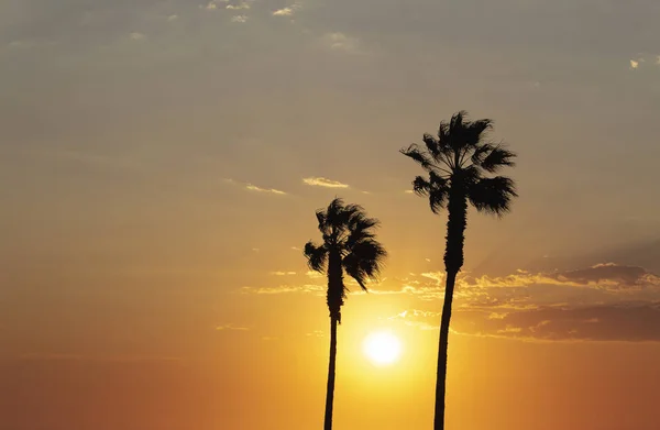 Palm Trees Colorful Sky Beautiful Sunset — Stock Photo, Image