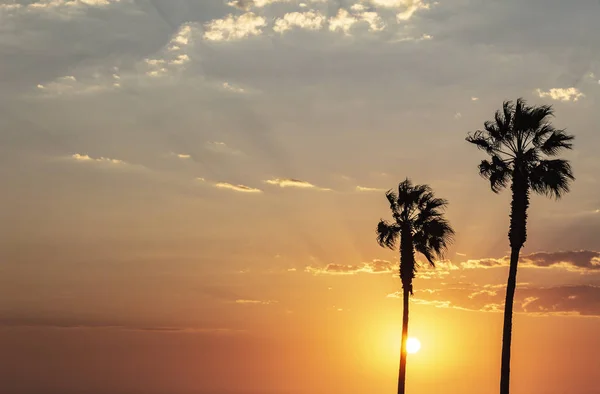 Palm Trees Colorful Sky Beautiful Sunset — Stock Photo, Image