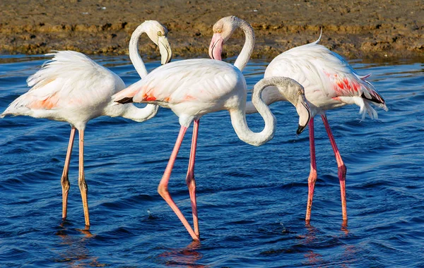 Schöne Flamingos Die Durch Die Lagune Laufen Und Nach Nahrung — Stockfoto