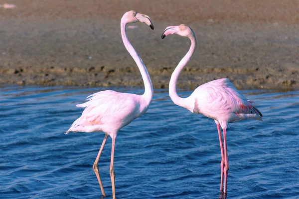 Lagün Iki Pembe Flamingo Severler — Stok fotoğraf