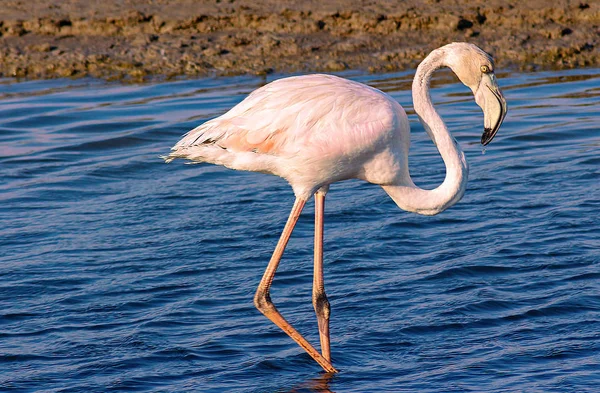 Lonely Flamingo Går Genom Lagunen — Stockfoto