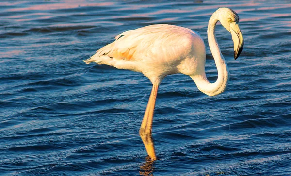 Eenzame Flamingo Loopt Door Lagune — Stockfoto