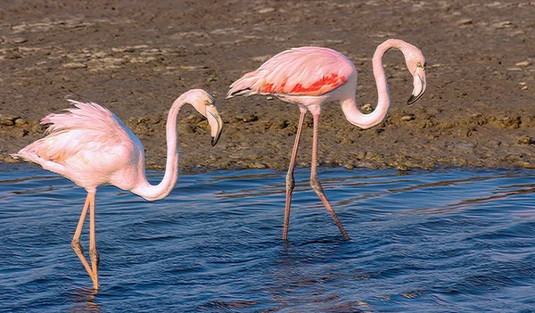 Vackra Flamingos Går Runt Lagunen Och Letar Efter Mat — Stockfoto