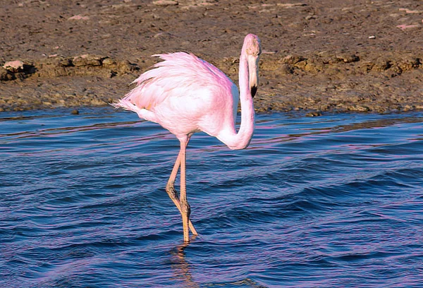 Flamingo Solitário Caminha Pela Lagoa — Fotografia de Stock