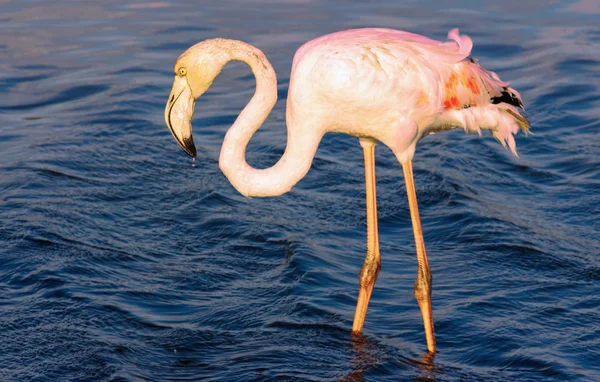 Lonely Flamingo Går Genom Lagunen — Stockfoto