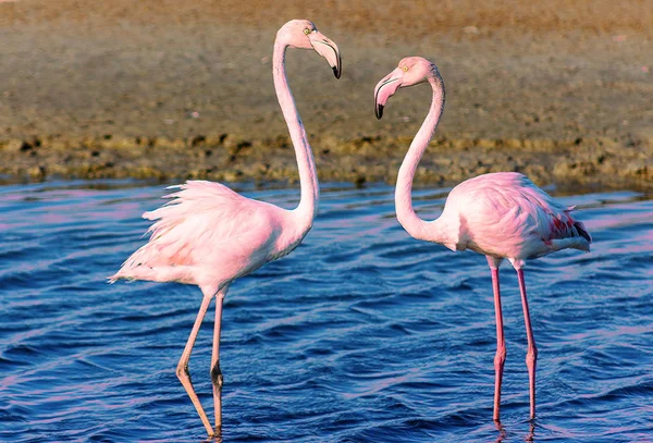 Två Flamingo Älskare Lagunen — Stockfoto