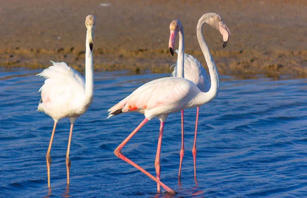 Schöne Flamingos Die Durch Die Lagune Laufen Und Nach Nahrung — Stockfoto