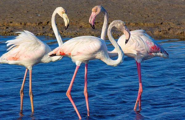 love triangle of pink flamingos in the sea lagoon