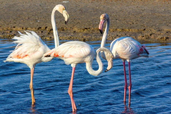 Liebesdreieck Aus Rosa Flamingos Der Lagune — Stockfoto