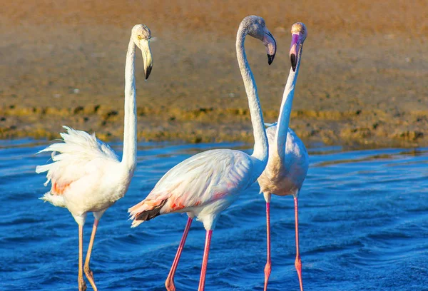 Flamingo Solitário Caminha Pela Lagoa — Fotografia de Stock