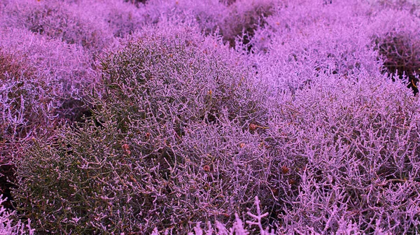 Кущова Суха Рослина Глибоко Фіолетова — стокове фото