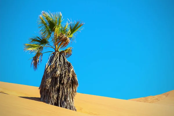 Palma Seca Duna Arena Desierto Namib — Foto de Stock