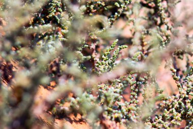 Afrika çölünde bitkilerin dalları