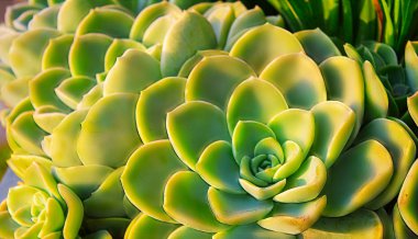closeup sulu yeşil bitki kaktüs. echeveria