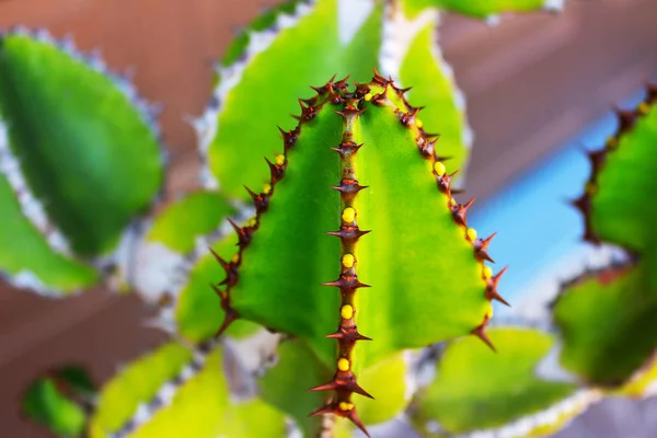 Cactus Spiky Plantas Verdes Suculentas Com Espinhos — Fotografia de Stock