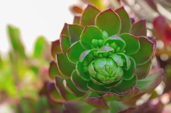 Närbild Suckulent Grön Växt Kaktus Echeveria — Stockfoto