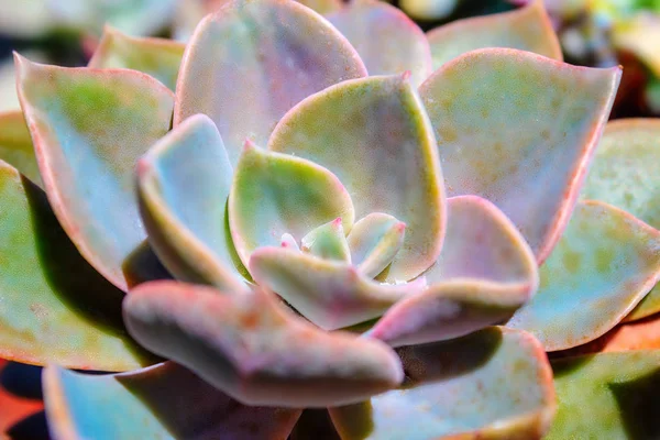 Nahaufnahme Sukkulenter Blauer Pflanzenkaktus Echeveria — Stockfoto