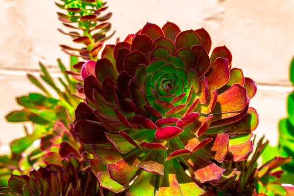 Närbild Vacker Knopp Mörkröda Saftiga Kaktus Echeveria — Stockfoto