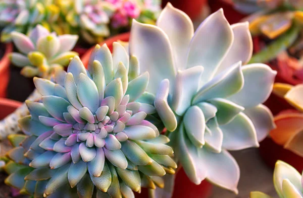 Närbild Saftiga Blå Växt Kaktus Echeveria — Stockfoto