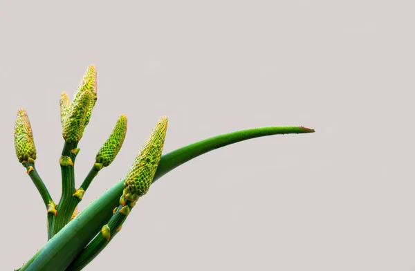 Yellow Aloe Flower Green Branch White Background — 스톡 사진