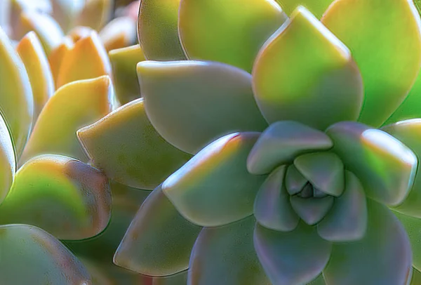 Närbild Suckulent Grön Växt Kaktus Echeveria — Stockfoto