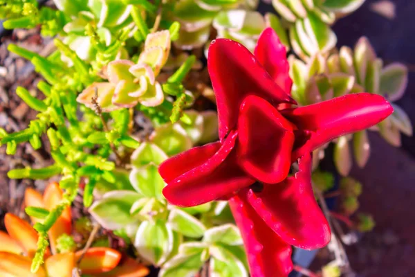 Closeup Beautiful Dright Red Flower Succulent Cactus Echeveria — Stock Photo, Image