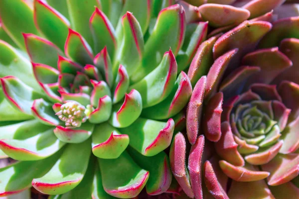 Närbild Två Vackra Blommor Saftiga Kaktus Konsistens Echeveria — Stockfoto