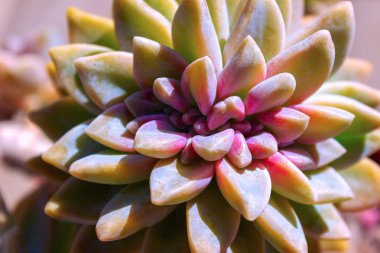 closeup sulu yeşil bitki kaktüs. echeveria