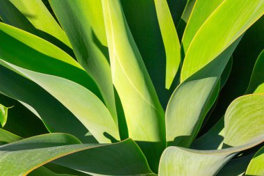 yeşil bitki yucca veya Tree of Life çok yakından yakalanan, Namibya yakın