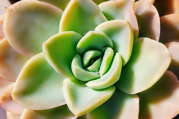 Close Mooie Kleurrijke Bloem Van Sappige Cactus Echeveria — Stockfoto