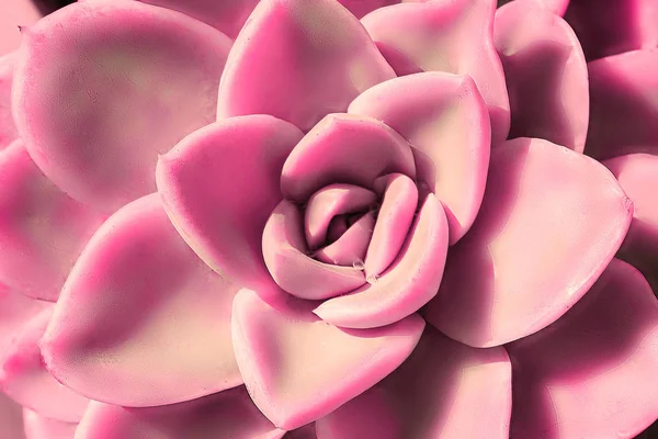 Vértes Gyönyörű Rózsaszín Virág Szukkulens Kaktusz Echeveria — Stock Fotó