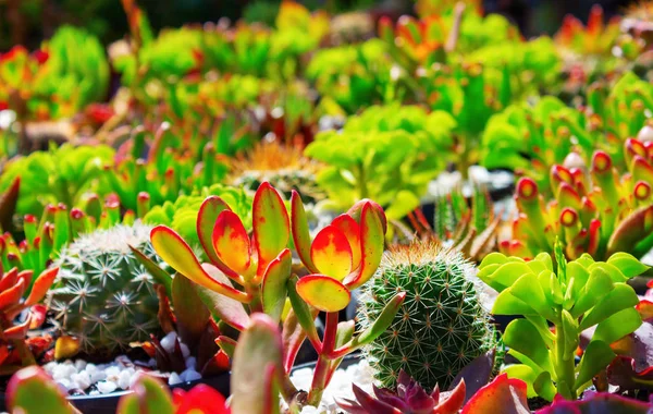 Belo Campo Colorido Flores Cactos Dia Ensolarado — Fotografia de Stock