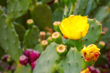 beautiful yellow flowers of a spiny cactus in the garden