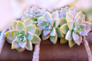 etli kaktüs closeup güzel renkli çiçek, kahverengi arka plan üzerinde echeveria