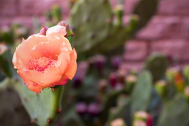 dikenli bir kaktüs güzel pembe çiçekler