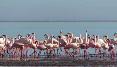 güneşli bir günde mavi lagün pembe flamingolar grubu 