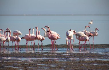 güneşli bir günde mavi lagün pembe flamingolar grubu 
