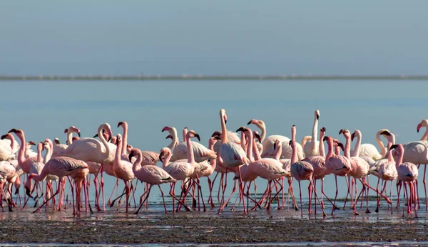 group of pink flamingos in the blue lagoon  on a sunny day