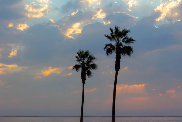 Zwei Palmen Und Ein Bunter Himmel Mit Dramatischem Himmel — Stockfoto