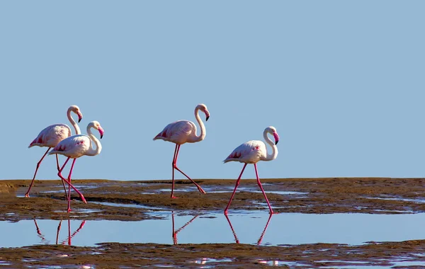 group of pink flamingos in the blue lagoon  on a sunny day