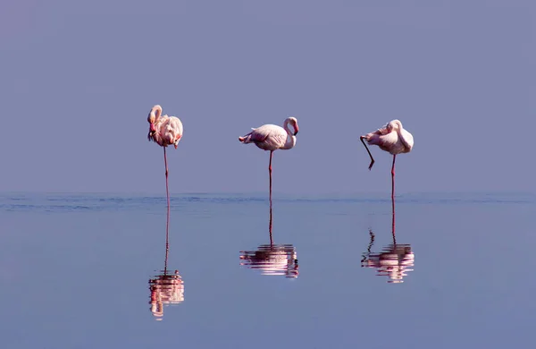 Gruppe Rosa Flamingos Der Blauen Lagune Einem Sonnigen Tag — Stockfoto