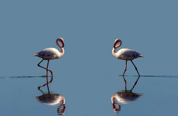 Gruppe Rosa Flamingos Der Blauen Lagune Einem Sonnigen Tag — Stockfoto