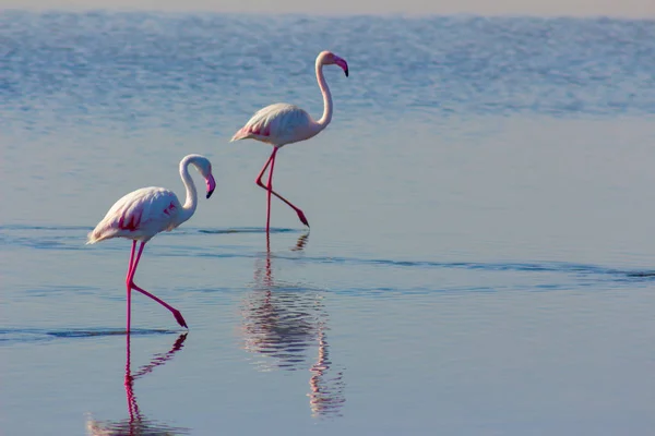 Group Pink Flamingos Blue Lagoon Sunny Day — Stock Photo, Image