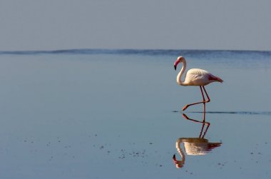 mavi bir arka plan üzerinde yansıması ile yalnız beyaz Flamingo