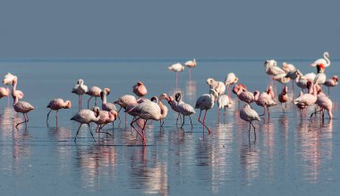 namibya mavi tuz gölü üzerinde yürüyüş kuşlar afrika pembe flamingo sürüsü