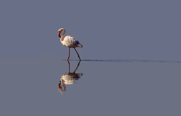 Sam Biały Flamingo Refleksją Niebieskim Tle — Zdjęcie stockowe