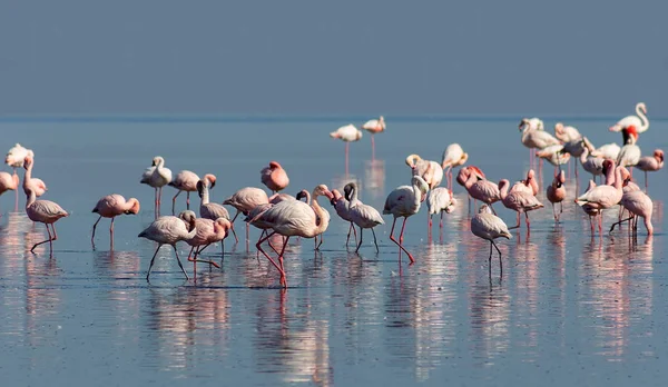 Bando Pássaros Flamingo Rosa Africano Caminhando Lago Sal Azul Namíbia — Fotografia de Stock