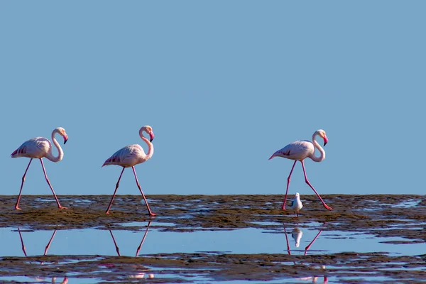 Zwerm Vogels Afrikaanse Roze Flamingo Wandelen Het Blauwe Zoutmeer Van — Stockfoto