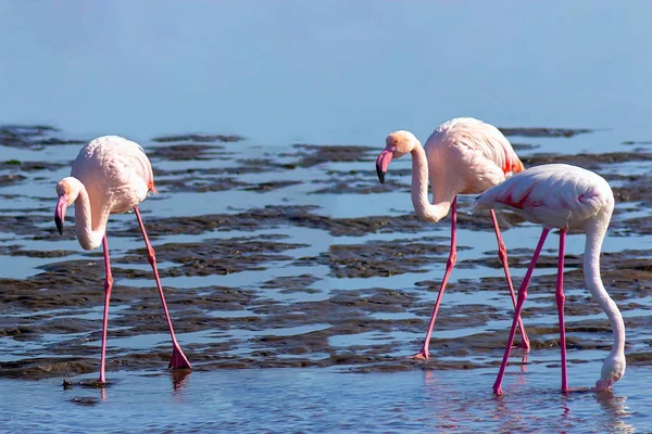 Bando Pássaros Flamingo Rosa Africano Caminhando Lago Sal Azul Namíbia — Fotografia de Stock